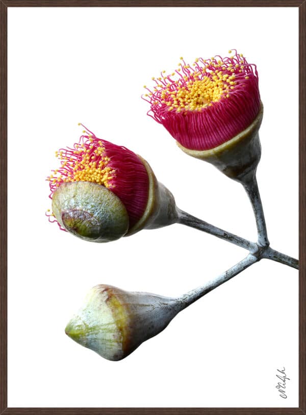 Eucalyptus Blossoms - Framed to Edge