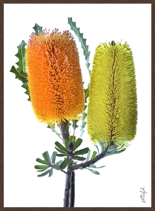 Orange & Yellow Banksia - Framed to Edge