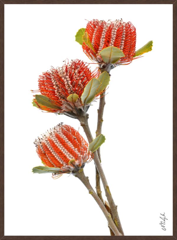 Scarlet Banksia Trio - Framed to Edge